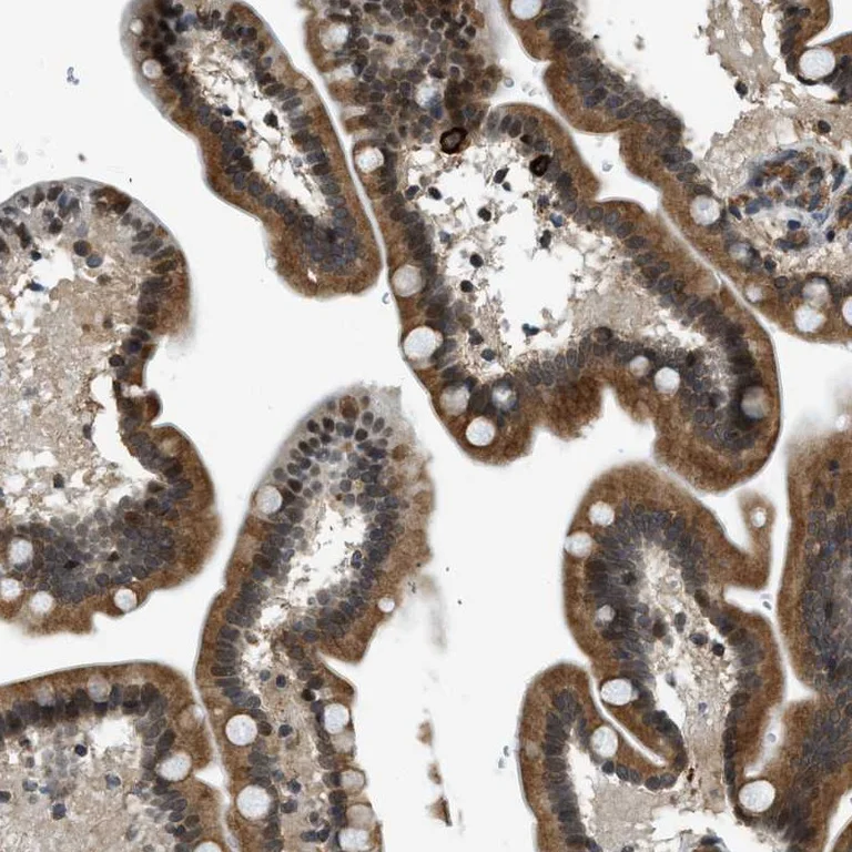 Immunohistochemistry (Formalin/PFA-fixed paraffin-embedded sections) - Anti-FAM134C antibody (AB246913)