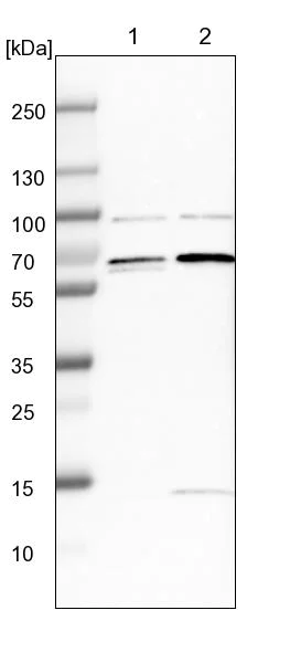 Western blot - Anti-FAM134C antibody (AB246913)