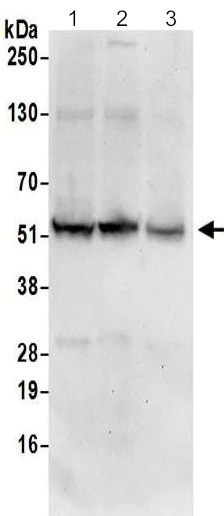 Western blot - Anti-FAM134C antibody - C-terminal (AB202125)
