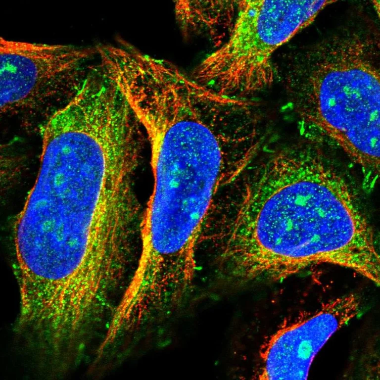 Immunocytochemistry/ Immunofluorescence - Anti-FAM13A antibody (AB122440)