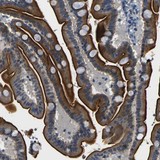Immunohistochemistry (Formalin/PFA-fixed paraffin-embedded sections) - Anti-FAM159B antibody (AB121348)