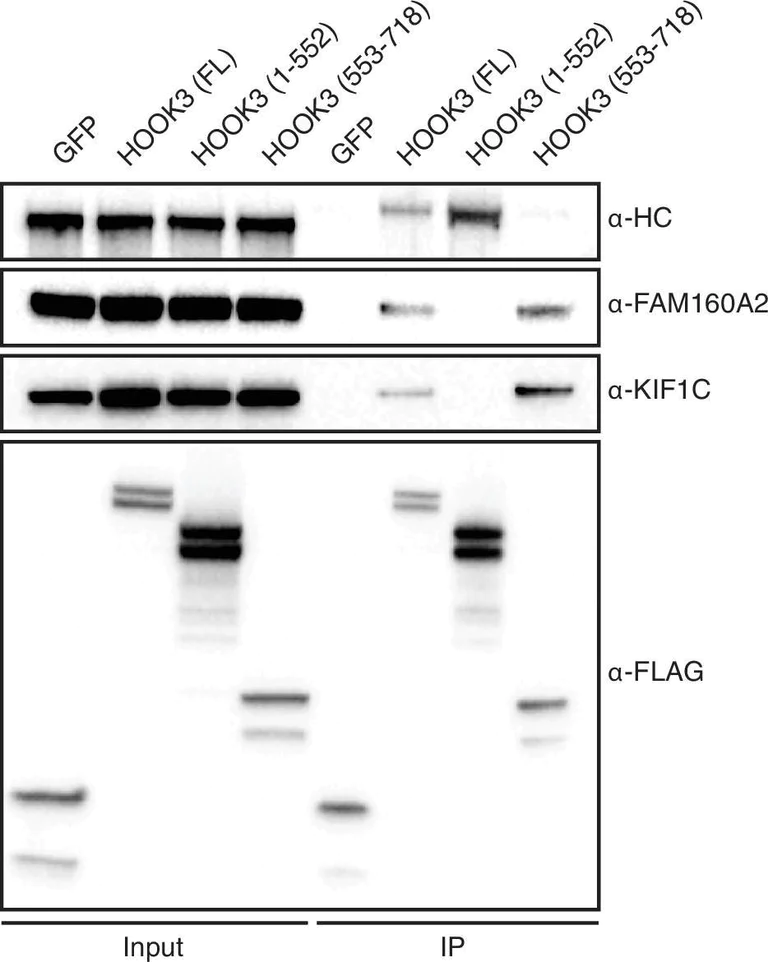 Western blot - Anti-FAM160A2 antibody [EPR13604] (AB184160)