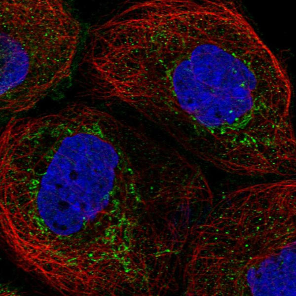 Immunocytochemistry - Anti-FAM162A antibody (AB122295)