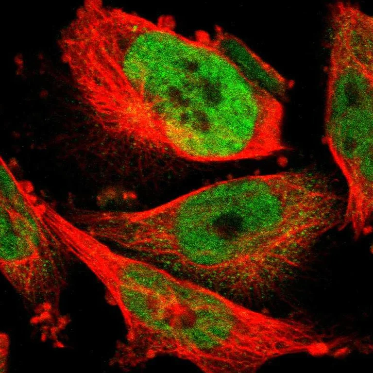 Immunocytochemistry/ Immunofluorescence - Anti-FAM172A antibody (AB121364)