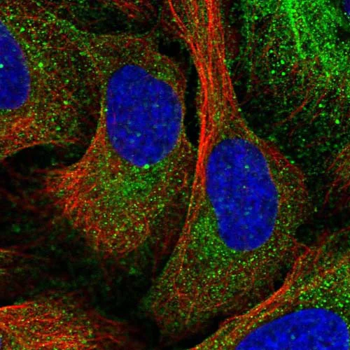 Immunocytochemistry/ Immunofluorescence - Anti-FAM173A antibody (AB126340)