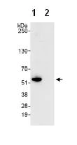 Immunoprecipitation - Anti-FAM175B antibody (AB74333)