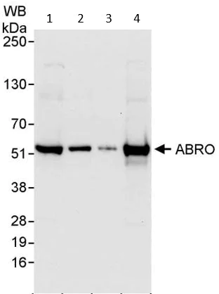 Western blot - Anti-FAM175B antibody (AB74333)