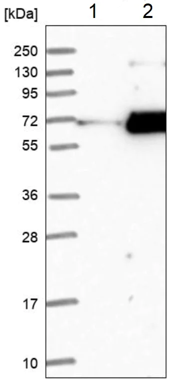 Western blot - Anti-FAM198B antibody (AB224234)