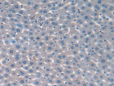 Immunohistochemistry (Formalin/PFA-fixed paraffin-embedded sections) - Anti-FAM19A2 antibody (AB231186)