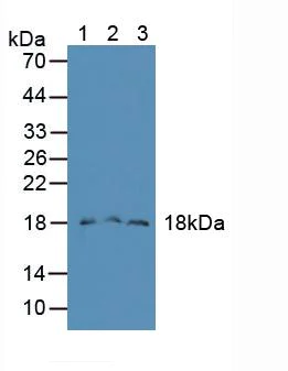 Western blot - Anti-FAM19A2 antibody (AB231186)