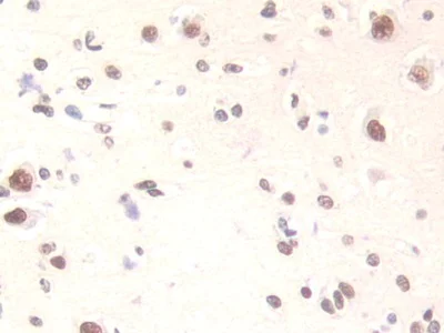 Immunohistochemistry (Formalin/PFA-fixed paraffin-embedded sections) - Anti-FAM19A3/TAFA3 antibody (AB231207)
