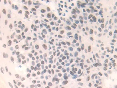 Immunohistochemistry (Formalin/PFA-fixed paraffin-embedded sections) - Anti-FAM19A3/TAFA3 antibody (AB231207)