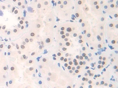 Immunohistochemistry (Formalin/PFA-fixed paraffin-embedded sections) - Anti-FAM19A3/TAFA3 antibody (AB231207)