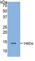 Western blot - Anti-FAM19A3/TAFA3 antibody (AB231207)