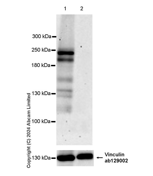 Western blot - Anti-FAM208A antibody [EPR28577-82] (AB322400), expandable thumbnail