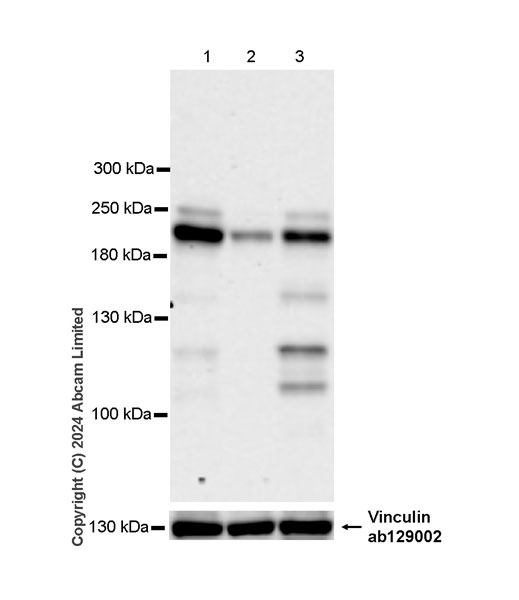 Western blot - Anti-FAM208A antibody [EPR28577-82] (AB322400), expandable thumbnail