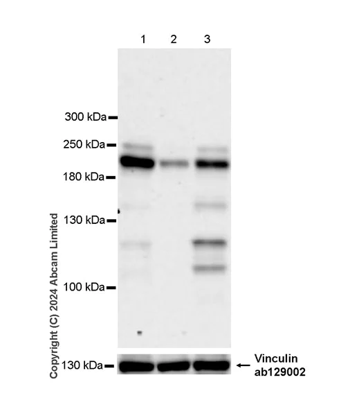 Western blot - Anti-FAM208A antibody [EPR28577-82] (AB322400)