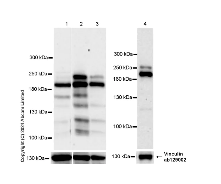 Western blot - Anti-FAM208A antibody [EPR28577-82] - BSA and Azide free (AB324845)