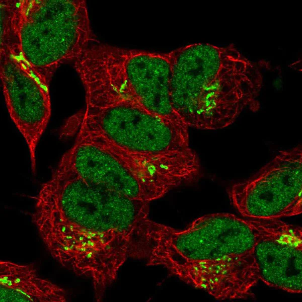 Immunocytochemistry - Anti-FAM20B antibody (AB121261)