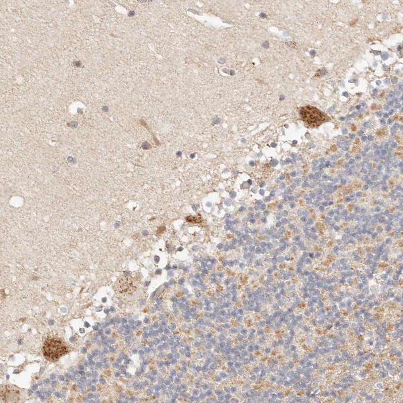 Immunohistochemistry (Formalin/PFA-fixed paraffin-embedded sections) - Anti-FAM20B antibody (AB121261)
