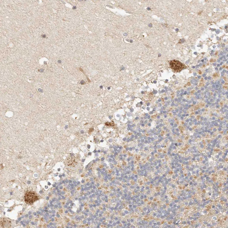 Immunohistochemistry (Formalin/PFA-fixed paraffin-embedded sections) - Anti-FAM20B antibody (AB121261)