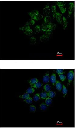 Immunocytochemistry/ Immunofluorescence - Anti-FAM20C antibody (AB154740)