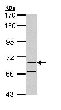 Western blot - Anti-FAM20C antibody (AB154740), expandable thumbnail