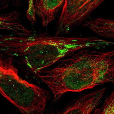 Immunocytochemistry/ Immunofluorescence - Anti-FAM210A antibody (AB150789)