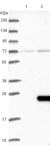 Western blot - Anti-FAM210A antibody (AB150789)