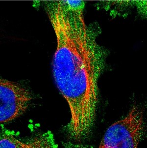 Immunocytochemistry/ Immunofluorescence - Anti-FAM29A antibody (AB150806)