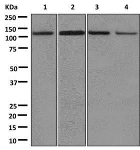 Western blot - Anti-FAM29A antibody [EPR11668] - C-terminal (AB173281)