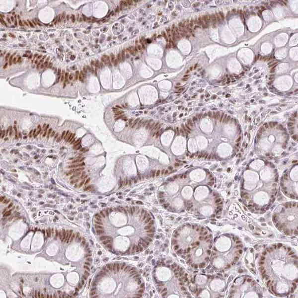 Immunohistochemistry (Formalin/PFA-fixed paraffin-embedded sections) - Anti-FAM32A/OTAG12 antibody (AB185298)