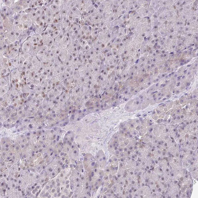 Immunohistochemistry (Formalin/PFA-fixed paraffin-embedded sections) - Anti-FAM32A/OTAG12 antibody (AB185298)
