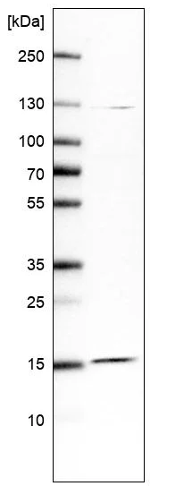 Western blot - Anti-FAM32A/OTAG12 antibody (AB185298)