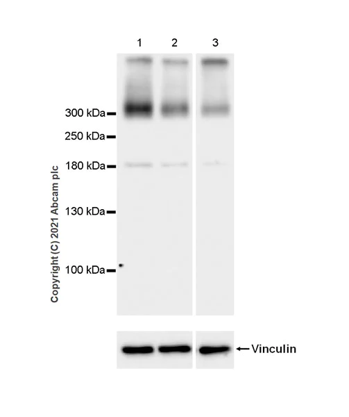 Western blot - Anti-FAM38A/PIEZO1 antibody [EPR23826-103] (AB259949)
