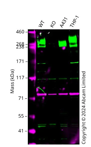 Western blot - Anti-FAM38A/PIEZO1 antibody [EPR23826-103] (AB259949)