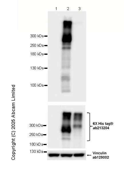 Western blot - Anti-FAM38A/PIEZO1 antibody [EPR30472-532] - BSA and Azide free (AB326598)