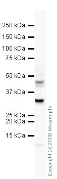 Western blot - Anti-FAM3C/ILEI antibody (AB56065)