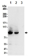 Immunoprecipitation - Anti-FAM40A antibody (AB199851)