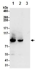 Immunoprecipitation - Anti-FAM40A antibody (AB199851)