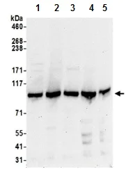 Western blot - Anti-FAM40A antibody (AB199851)