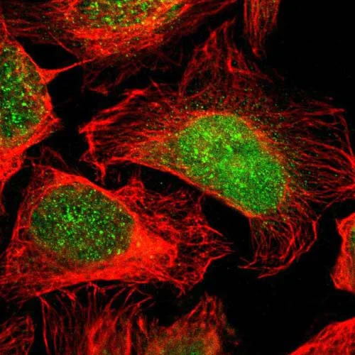 Immunocytochemistry/ Immunofluorescence - Anti-FAM49B antibody (AB121299)