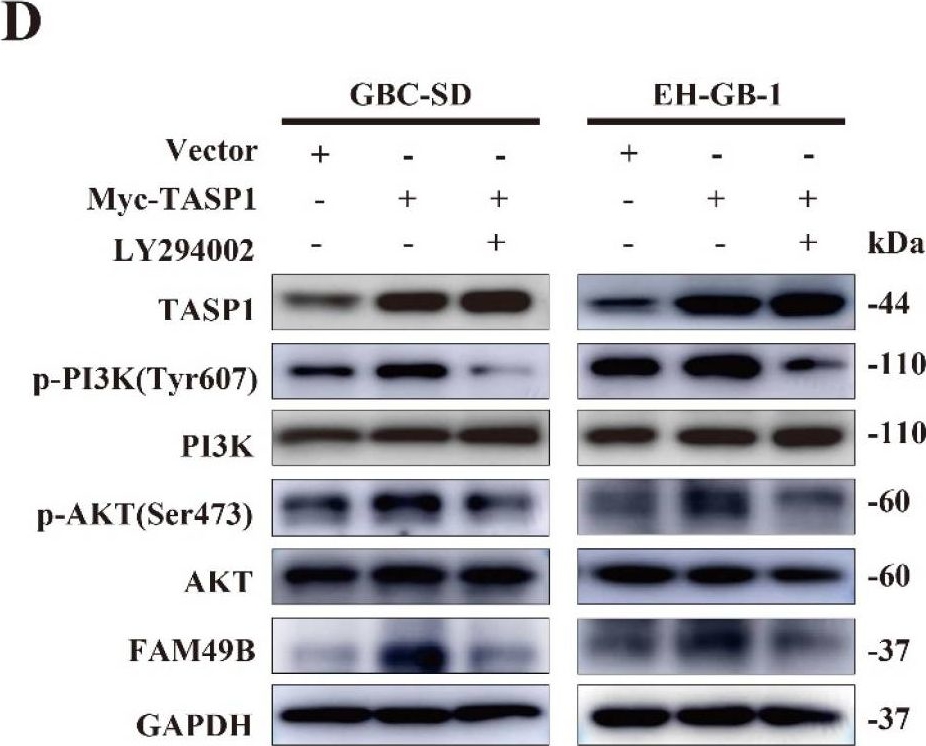 Western blot - Anti-FAM49B antibody (AB121299), expandable thumbnail