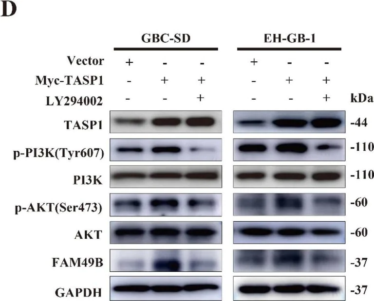 Western blot - Anti-FAM49B antibody (AB121299)