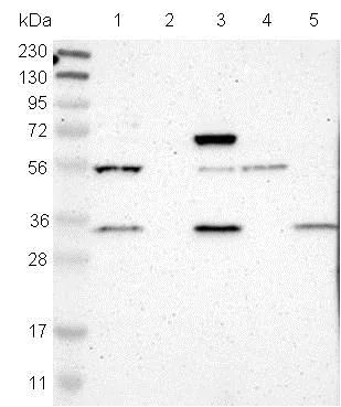 Western blot - Anti-FAM49B antibody (AB121299)