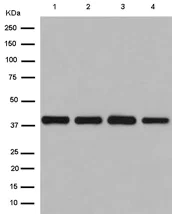 Western blot - Anti-FAM50A/XAP5 antibody [EPR12816] (AB186410)