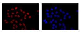 Immunocytochemistry/ Immunofluorescence - Anti-FAM50A/XAP5 antibody [EPR12816] - BSA and Azide free (AB250873), expandable thumbnail