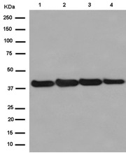 Western blot - Anti-FAM50A/XAP5 antibody [EPR12816] - BSA and Azide free (AB250873), expandable thumbnail