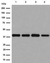 Western blot - Anti-FAM50A/XAP5 antibody [EPR12816] - BSA and Azide free (AB250873), expandable thumbnail