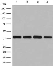 Western blot - Anti-FAM50A/XAP5 antibody [EPR12816] - BSA and Azide free (AB250873)